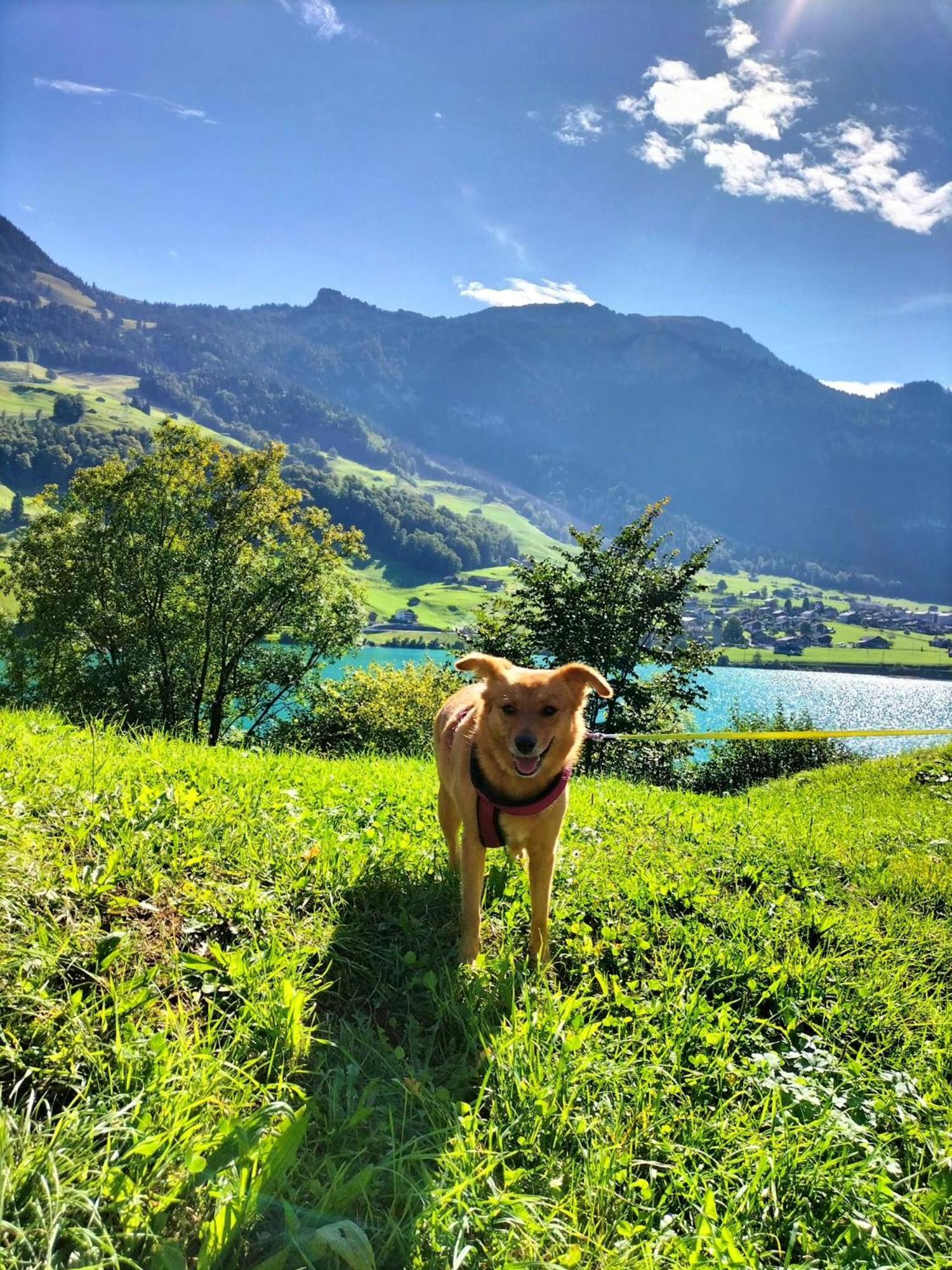 Gemuetliche Fewo Mit Sauna Inmitten Der Berge 迈林根 外观 照片
